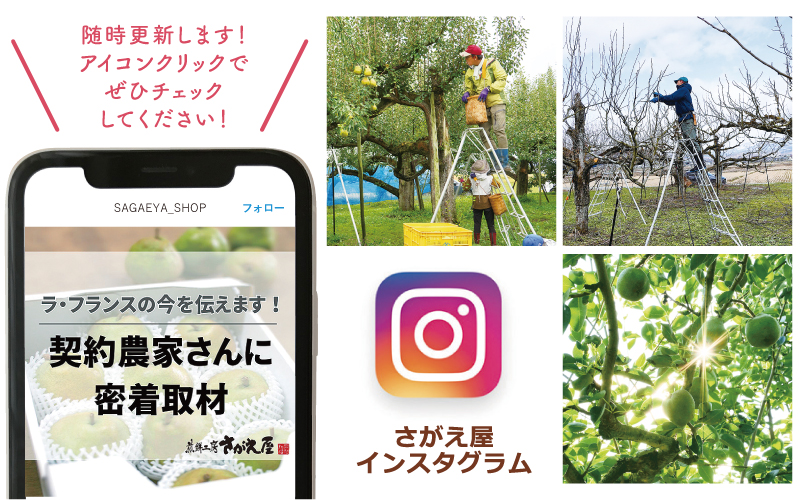 ラフランス